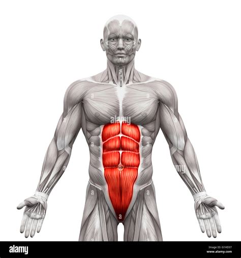 fotos de abdomen|abdominal muscle.